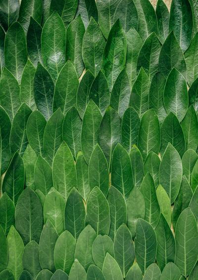 Green market opportunities and business policies for urban nature based solutions