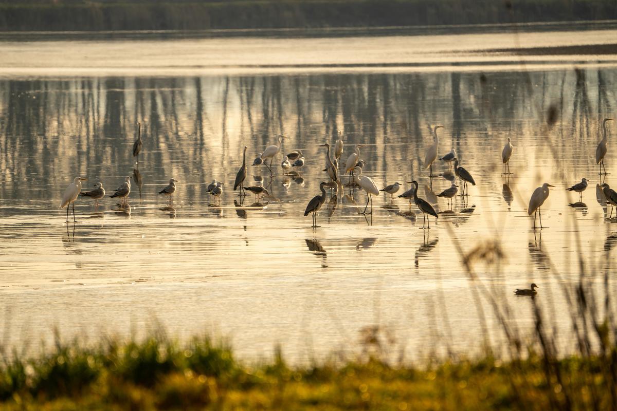 UrbanAccelerator_Wetland_Image