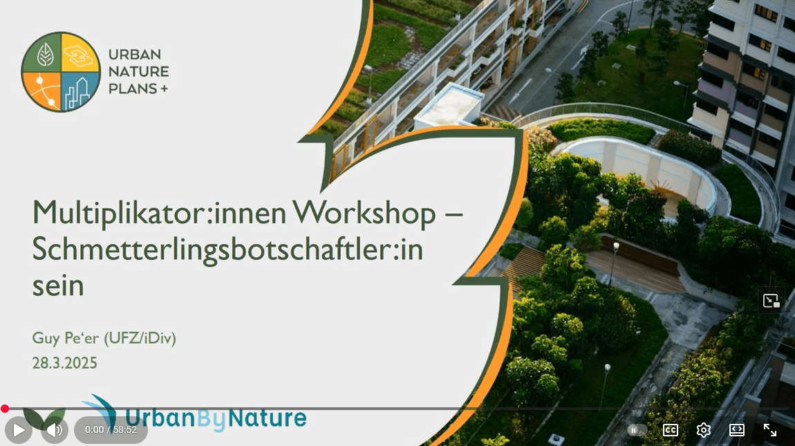 German multiplicator butterfly