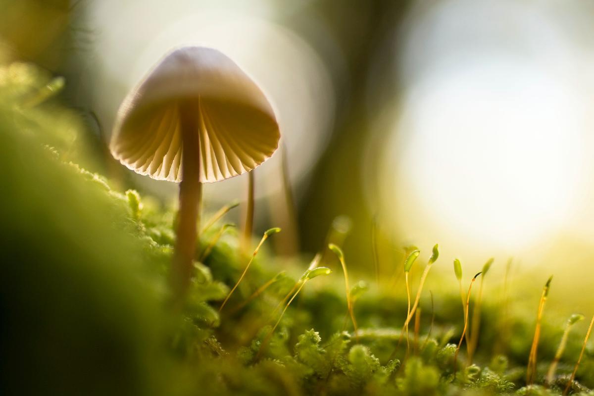 Forest in Autumn  The forest in autumn, all around are mushrooms as as an explosion of life..