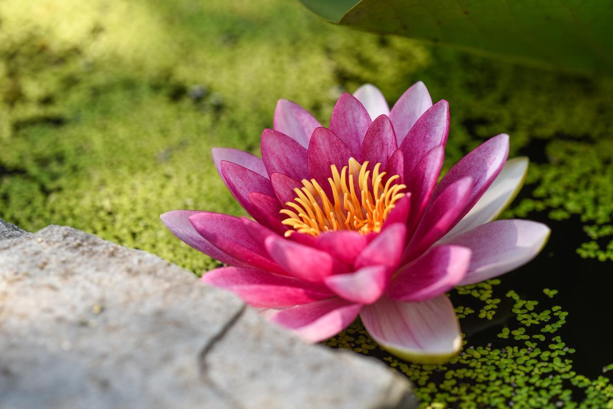 water lilly water lilly