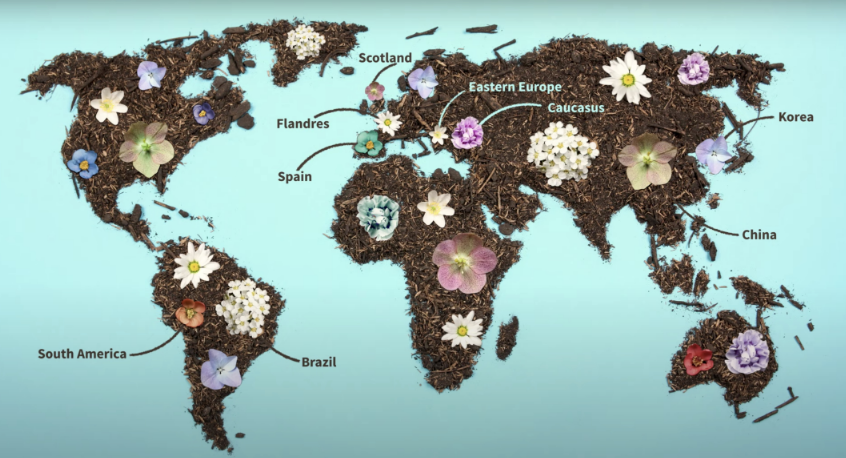 UrbanByNature Hubs UrbanByNature hubs around the world are depicted as blooming flowers against the backdrop of a map of the earth created out of soil.