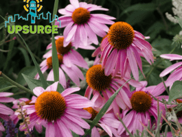 Echinacea purpurea Echinacea purpurea