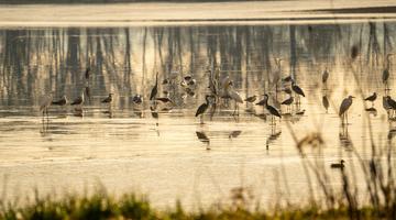UrbanAccelerator_Wetland_Image