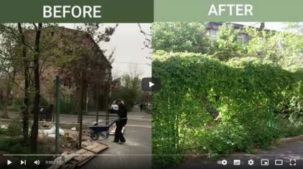 Green Wall: Before and After Before and after image of a green wall at a kindergarten